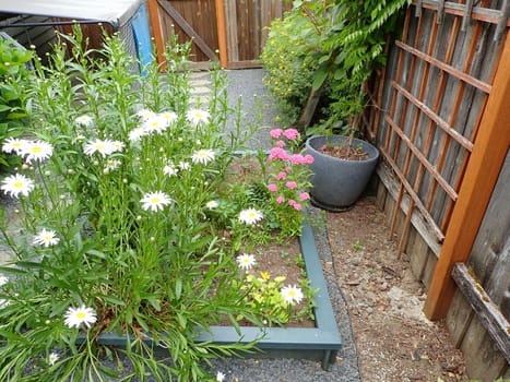 green plants with white and yellow and pink flowers in garden