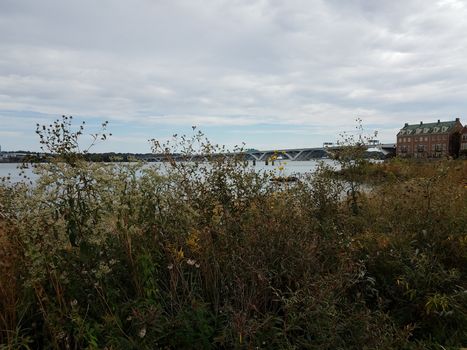 weeds and plants and wildflowers and Wilson bridge in Alexandria, Virginia