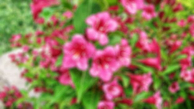 Creative theme of blooming flowers with a blurred background and bokeh elements for the background, screen saver or panel. Can be used for decoration purposes.