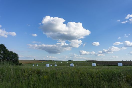 Plastic covered circular hay bales in a farm field or pasture in spring under a sunny blue sky with fluffy white clouds in an agricultural landscape