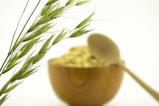 Green ear of oats with blurred bowl of cereal in the background isolated on white with copy space and spoon in a healthy diet concept