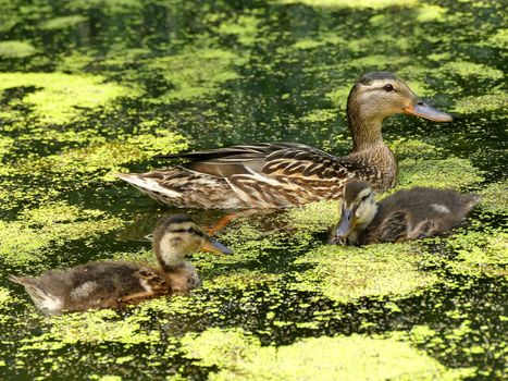 mallard duck with offspring