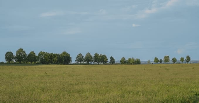 Lime tea parkway avenue with linden tree on horizon with green grass meadow, blue sky background