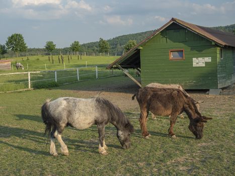 Small Horse Pony and donkey Grazing in a Corral with wooden farm house cote stable in afternoon golden hour light on lush green grass pasture background.