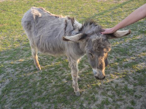 Portrait of gray beige furry young donkey with woman hand stroking his head. Afternoon golden hour light on lush green grass pasture background.