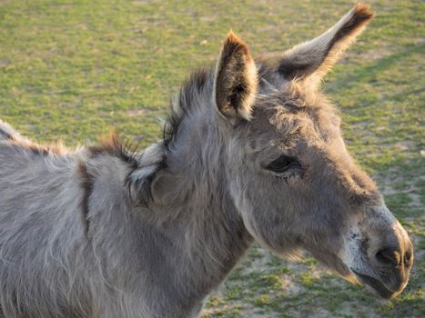 Portrait of gray beige furry young donkey in afternoon golden hour light on lush green grass pasture background.