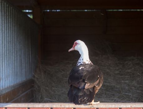 Muscovy duck Muscovy duck Cairina moschata standing on wooden orange stable window