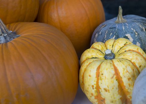 Close up different varieties of squashes and pumpkins. Colorful vegetables autumn harvest. Halloween background.