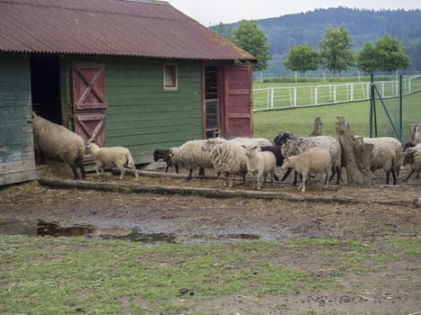 fluffy cute sheep walking hide to the old wooden farm house cote stable, in countryside with puddle grass, tree and forest background, rural scene