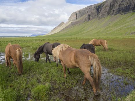 Group of Icelandic horses grazing on a green grass field with water puddles, hills and blue sky clouds background, in summer Iceland