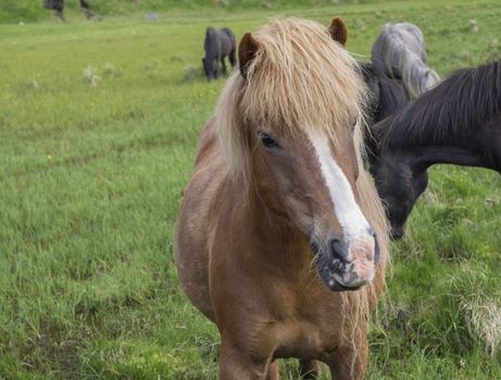 head portrait of standing Icelandic horse grazing on a green grass field, in summer Iceland, focus on horse head