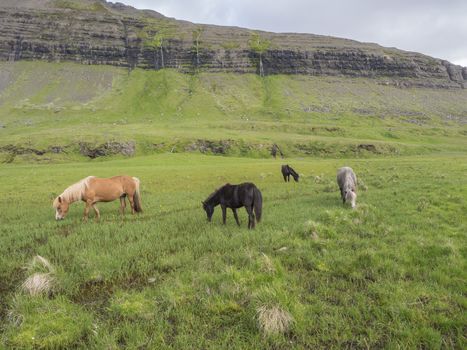 Group of Icelandic horses grazing on a green grass field with water puddles, hills and blue sky clouds background, in summer Iceland
