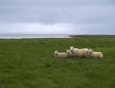 group of four icelandic sheep, mother and lamb on green grass meadow, blue sky and red sand beach, west fjords, Iceland