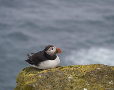 single close up Atlantic puffin (Fratercula arctica) sitting on rock of Latrabjarg bird cliffs, blue sea bokeh background, selective focus, copy space