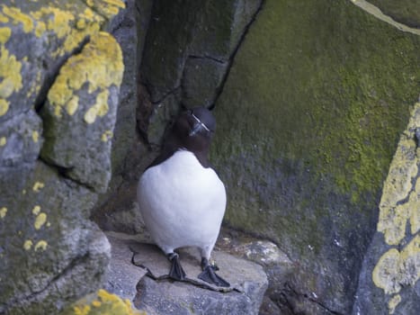 single close up Razorbill (Alca torda) standing on rock of Latrabjarg bird cliffs, rock and stone background, selective focus, copy space