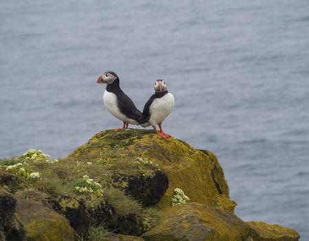 couple of close up Atlantic puffins Fratercula arctica standing on rock of Latrabjarg bird cliffs, white flowers, blue sea background, selective focus copy space