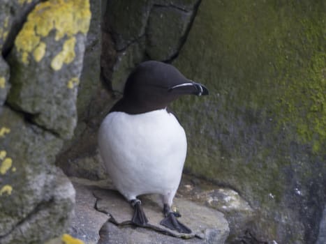 single close up Razorbill (Alca torda) standing on rock of Latrabjarg bird cliffs, rock and stone background, selective focus, copy space