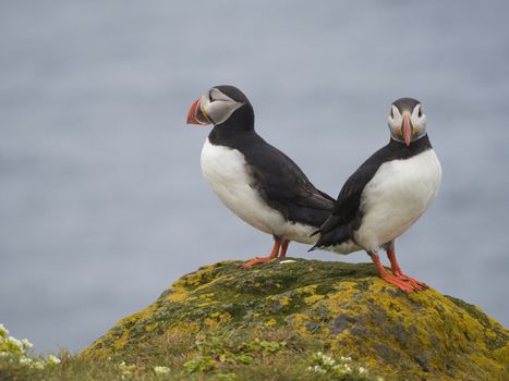 couple of close up Atlantic puffins (Fratercula arctica) standing on rock of Latrabjarg bird cliffs, white flowers, blue sea background, selective focus, copy space