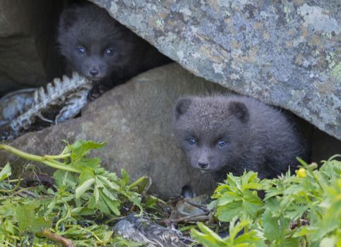 Two young playful arctic fox cub fox (Alopex lagopus beringensis) looking from their lair under stone, green grass plants foreground, summer in nature reserve in Hornstrandir, west fjords, Iceland, Selective focus