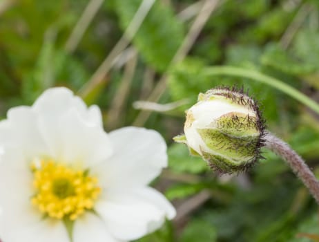 close up macro white japanese anemone and bud flower, selective focus, spring floral background, selective focus