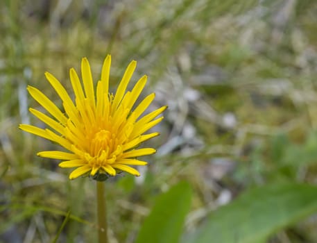 small macro close up single yellow dandelion on lush green bokeh background