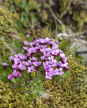 close up pink blooming rock flower Phylliopsis hillieri, moss and green leaves, selective focus