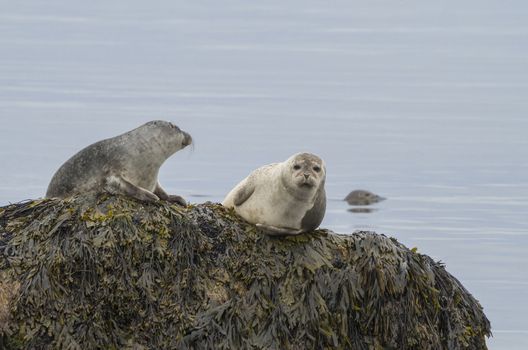 close up harbor seals (Phoca vitulina), male and female sitting on the sea grass covered rock in Iceland, selective focus, copy space