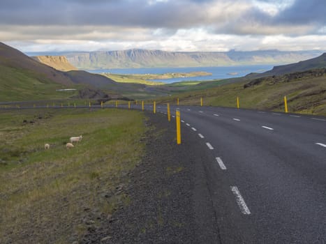 Asphalt road curve through rural north summer landscape with green grass. colorful steep cliffs, sheep and dramatic sky, Iceland western fjords, golden hour light