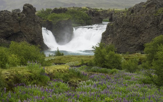 hjalparfoss doubled waterfall in south Iceland, with volcanic rocks, moss and green meadow with purple lupine flowers, long exposure motion blur
