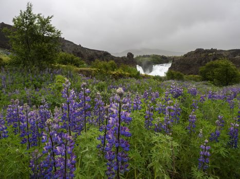 close up purple lupine flowers and hjalparfoss doubled waterfall in south Iceland, with volcanic rocks, moss and green meadow, long exposure motion blur