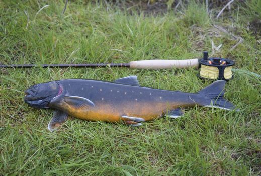 Big trophy Arctic char or Arctic charr (Salvelinus alpinus) lying on grass with fly fishing rod