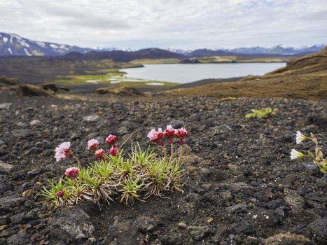 Sea thrift (Armeria maritima) pink flower with view on volcanic snow covered mountains and crater lakes in Veidivotn area, central Iceland highlands in the middle of black lava desert, selective focus