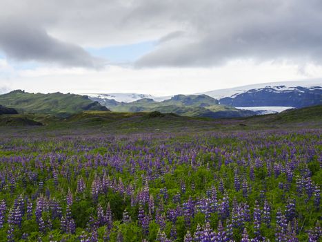 Iceland landscape with purple lupine Lupinus perennis flower field meadow, green sharp hills and myrdalsjokull glacier in background dramatic sky with dark clouds, copy space.