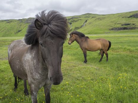 two close up standing Icelandic horse grazing on a green grass field with green hills, waterfalls and blue sky clouds background, in summer Iceland, focus on horse head