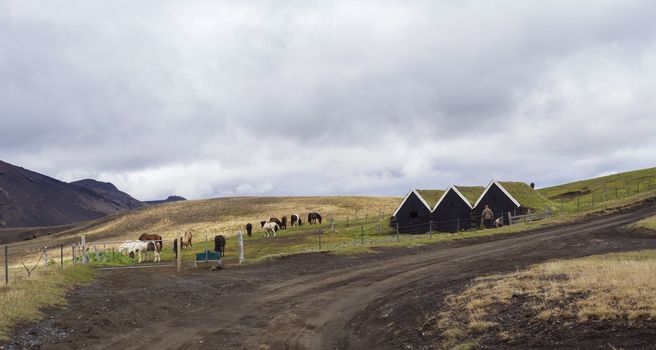 Icelandic traditional turf roof houses, group of icelandic horses and two farmer workers on dirt road, Southern Iceland