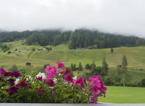 Beautiful potted pink and white geranium flowers on a balcony overlooking a valley in Neustift im Stubaital in Tirol Alps, Austria. Foggy forest and green meadow background