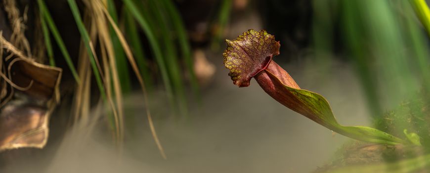 carnivorous buttercup plants at morning fog in the jungle.