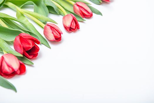 Flat lay top view of red tulips isolated on white for one side with empty place for text