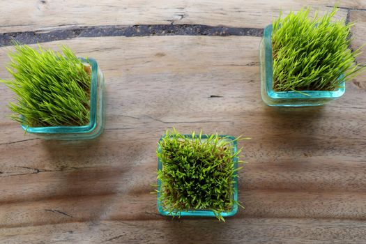 Rice plants in glass pot. Young green rice plant in square pot on table with massive wooden board. Top view rice seedlings in small pots, natural background. Part of restaurant table decoration.