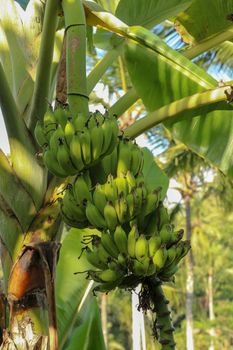 Banana trees and bananas ready to be harvested. Sweet fruit typical of the tropics. Bunch of green bananas on the tree in the garden. Tropical banana leaf texture. Bunch of ripening tropical fruits.