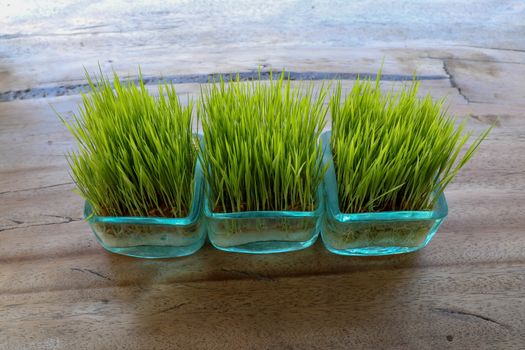 The root system is visible through the glass wall of the pot. Young green rice plant in square pot on table with massive wooden board. Seedlings of rice in small pots on table and clean background.