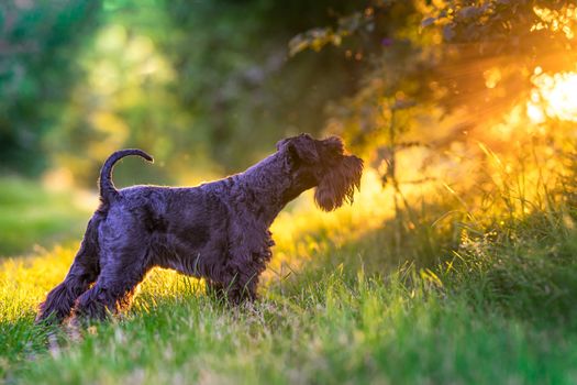 Dog walking through the woods at sunset.