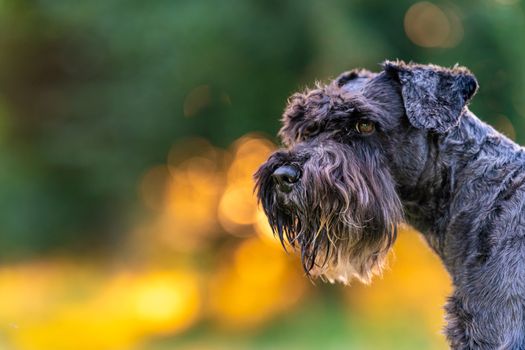 Portrait of a black schnauzer dog at sunset in the park