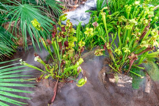 Nepenthes carnivorous plants in the morning mist in the rain forest.