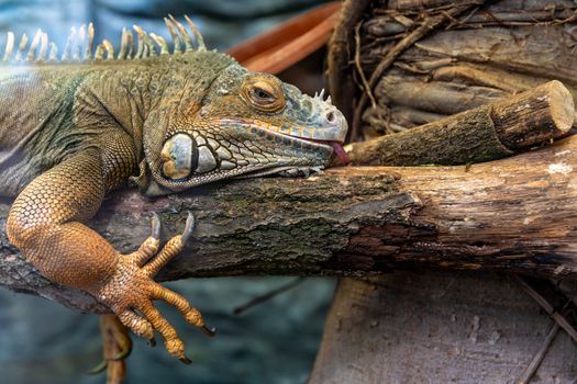 large monitor lizard resting on a tree branch.