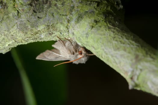 Up side down moth hangs from a branch, antennae in perfect focus and deep red eye stares at the camera. Large grey moth.
