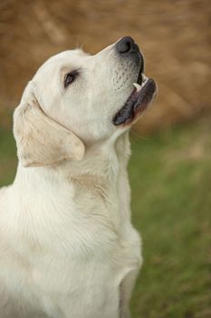 Labrador dog close up Portrait with a countryside backdrop