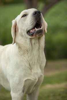 Labrador dog close up Portrait with a countryside backdrop