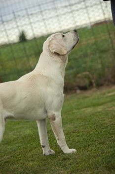 Labrador Dog Posing in a dog show with a countryside backdrop