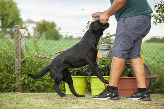 Man plays with his Labrador dog in Countryside in summer time